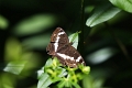 Papillon_Petit Sylvain-01